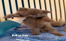 British Shorthair cats for sale: Chocolate/lilac - all cinnamon carriers  - Image 5