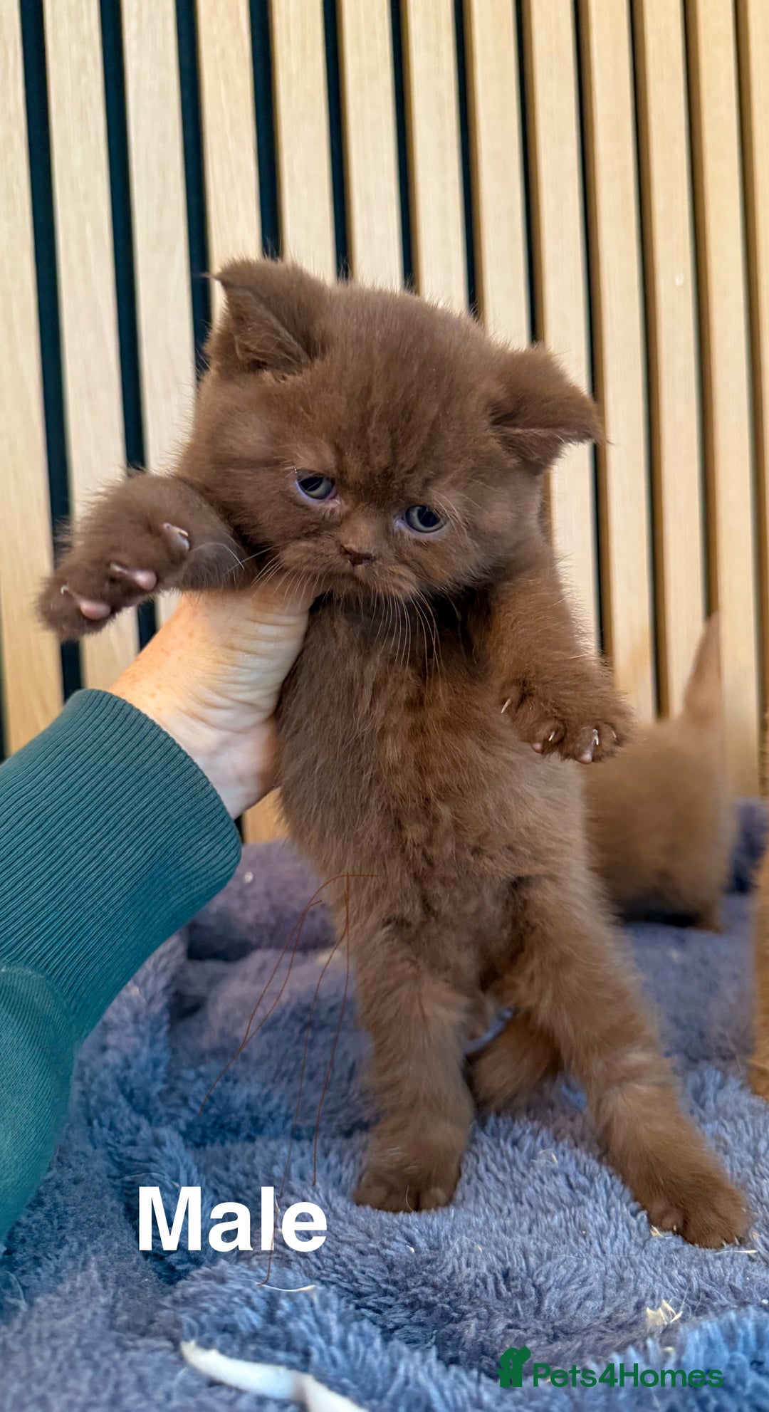 British Shorthair cats for sale: Chocolate/lilac - all cinnamon carriers  - Image 5