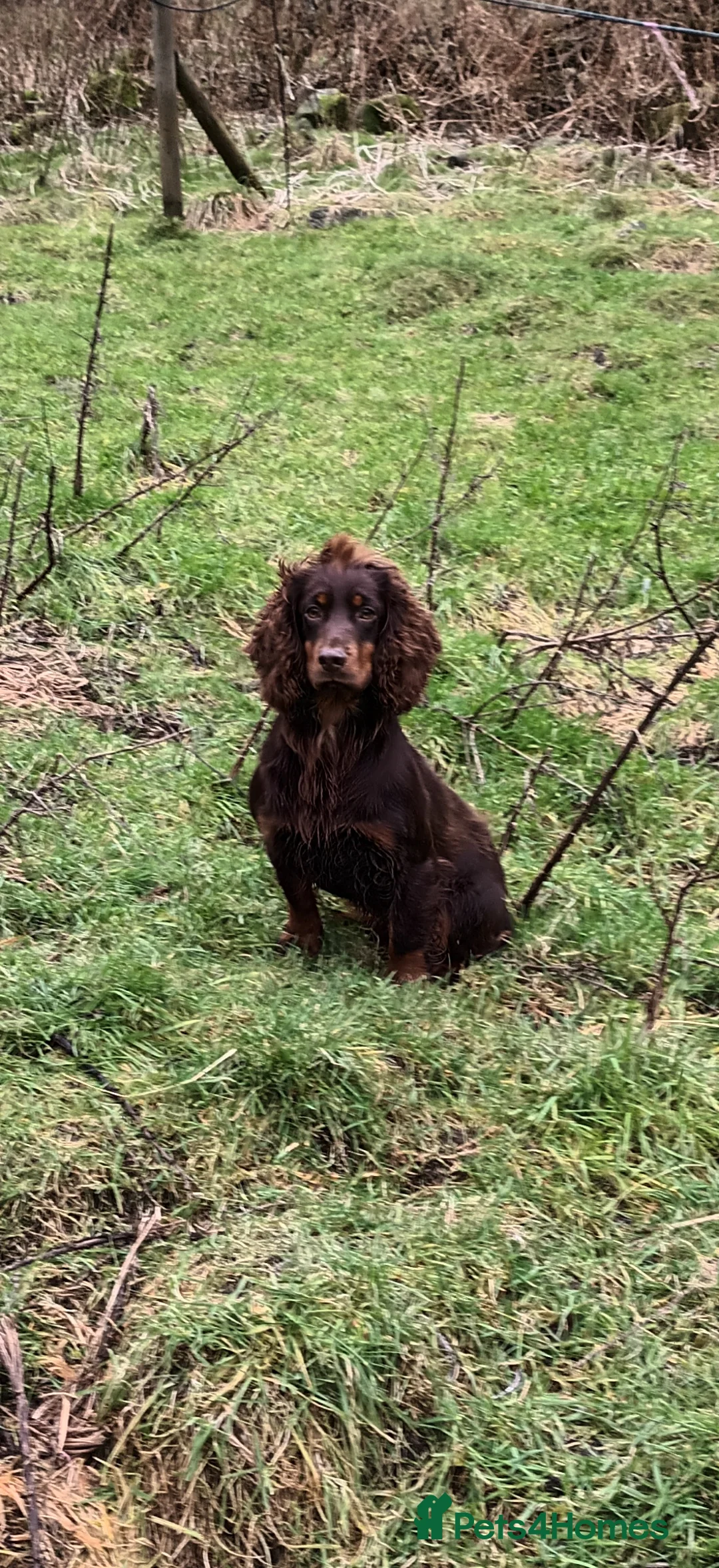 Cocker Spaniel dogs for stud: Working Cocker at stud  in Hexham - Advert 2