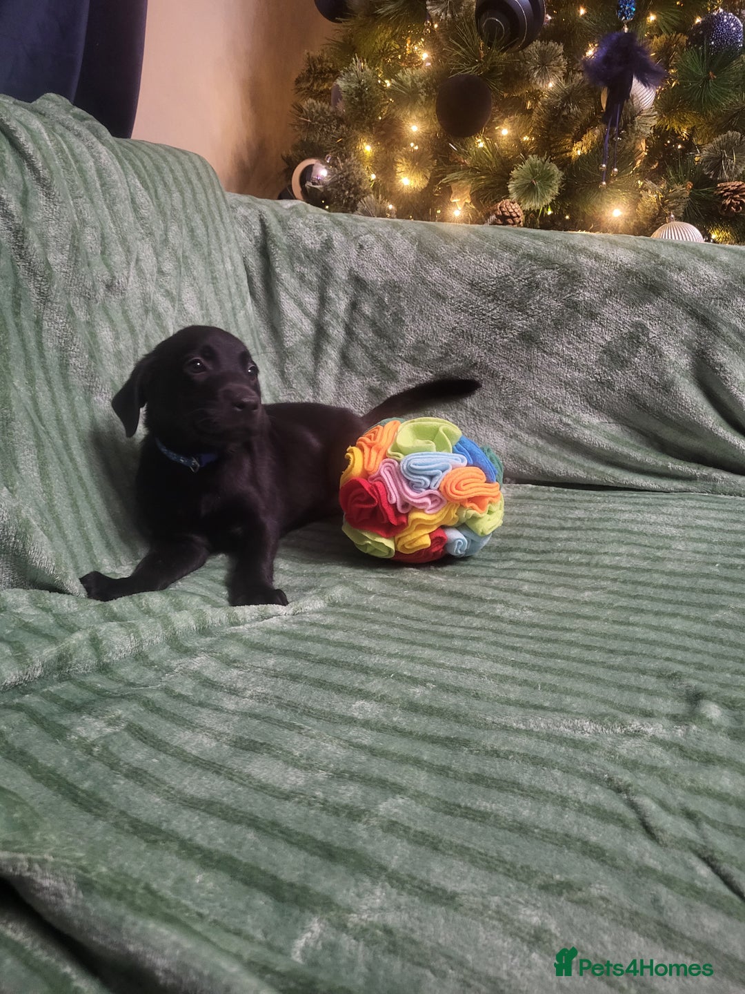 Labrador Retriever dogs for sale: KC registered labrador puppies - Advert 13