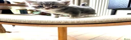 Mixed Breed cats for sale: Stunning Ragdoll/British shorthair kittens💗💙 - Advert 8