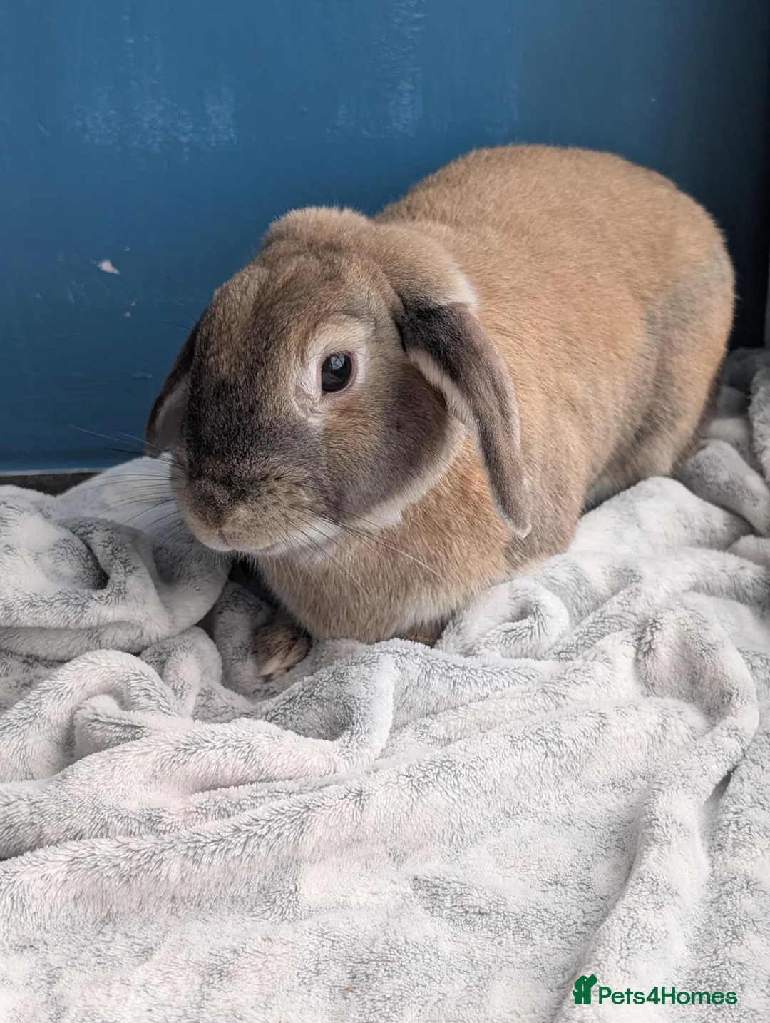 Mixed Breed rabbits for sale: Bonded pair  in Irvine - Advert 6