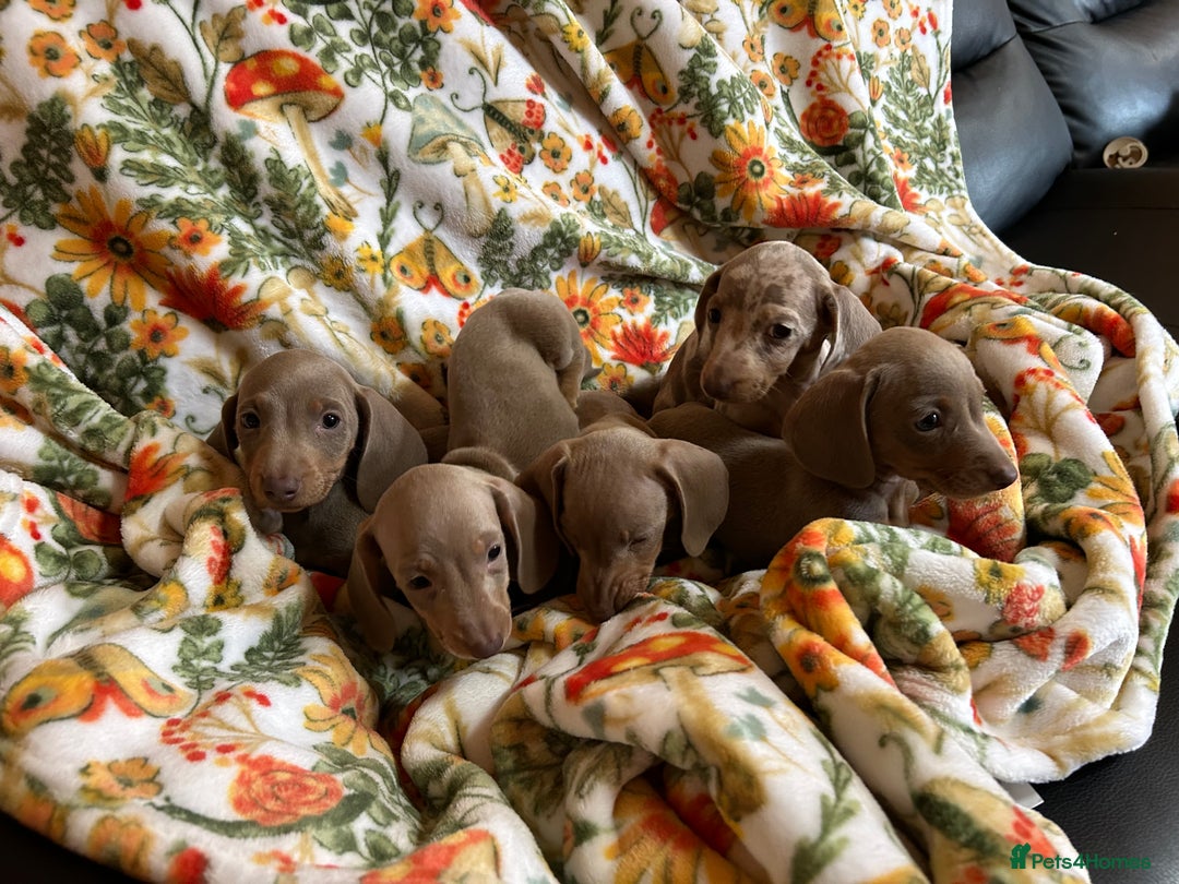 Miniature Dachshund dogs for sale: 5 Miniature dachshund  - Image 3