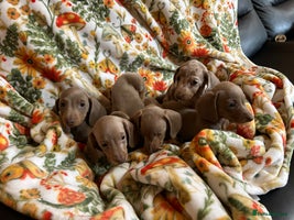 Miniature Dachshund dogs - Advert 1