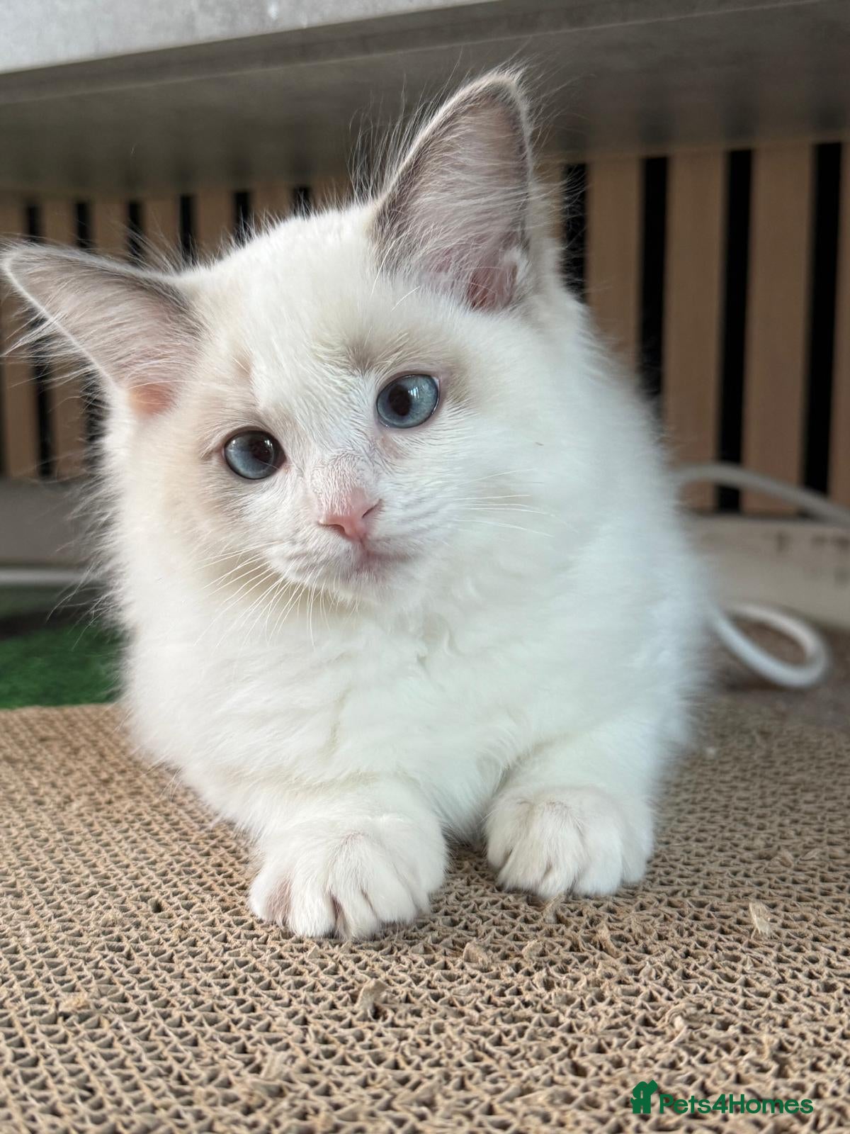 Ragdoll cats Ready now TICA Ragdoll Blue Bicolour girl - Advert 13