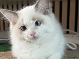 Ragdoll cats Ready now TICA Ragdoll Blue Bicolour girl - Advert 13
