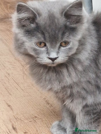 British Longhair cats - Advert 6