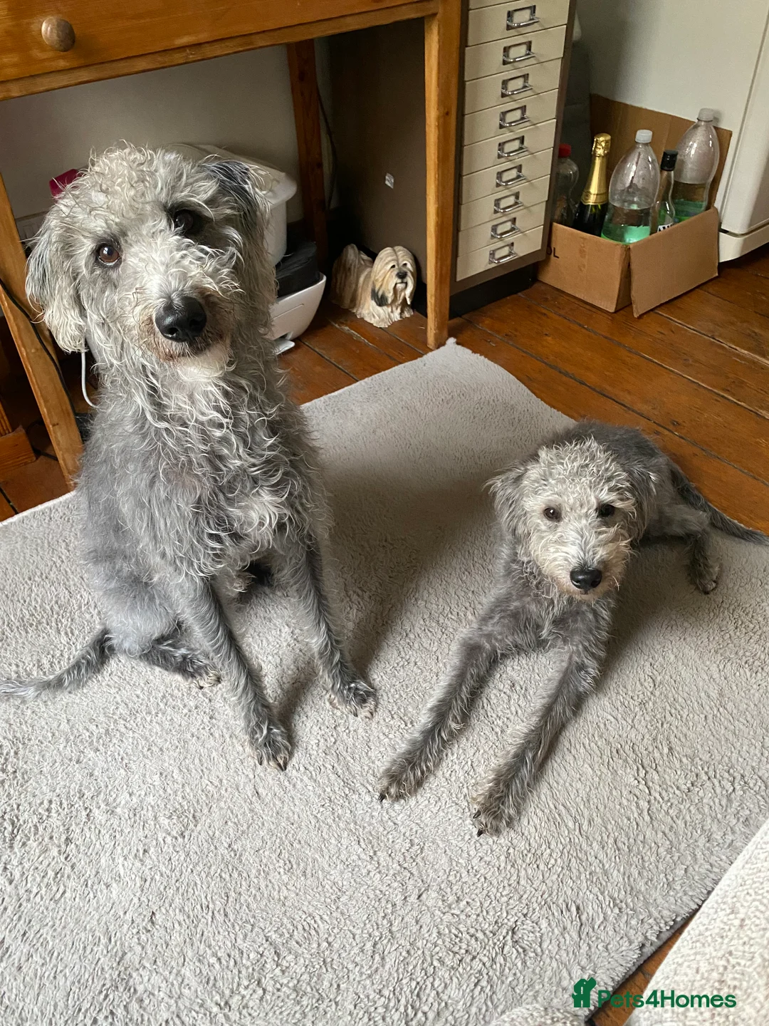 Bedlington Terrier dogs for stud: 3/4 Bedlington 1/4 Whippet Stunning boy for stud - Advert 14