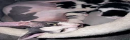 Mixed Breed cats for sale: 3 gorgeous black&white female kittens - Advert 10