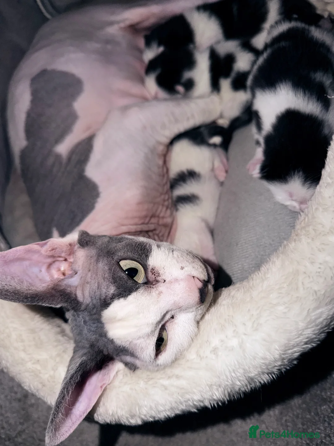 Mixed Breed cats for sale: 3 gorgeous black&white female kittens - Advert 10