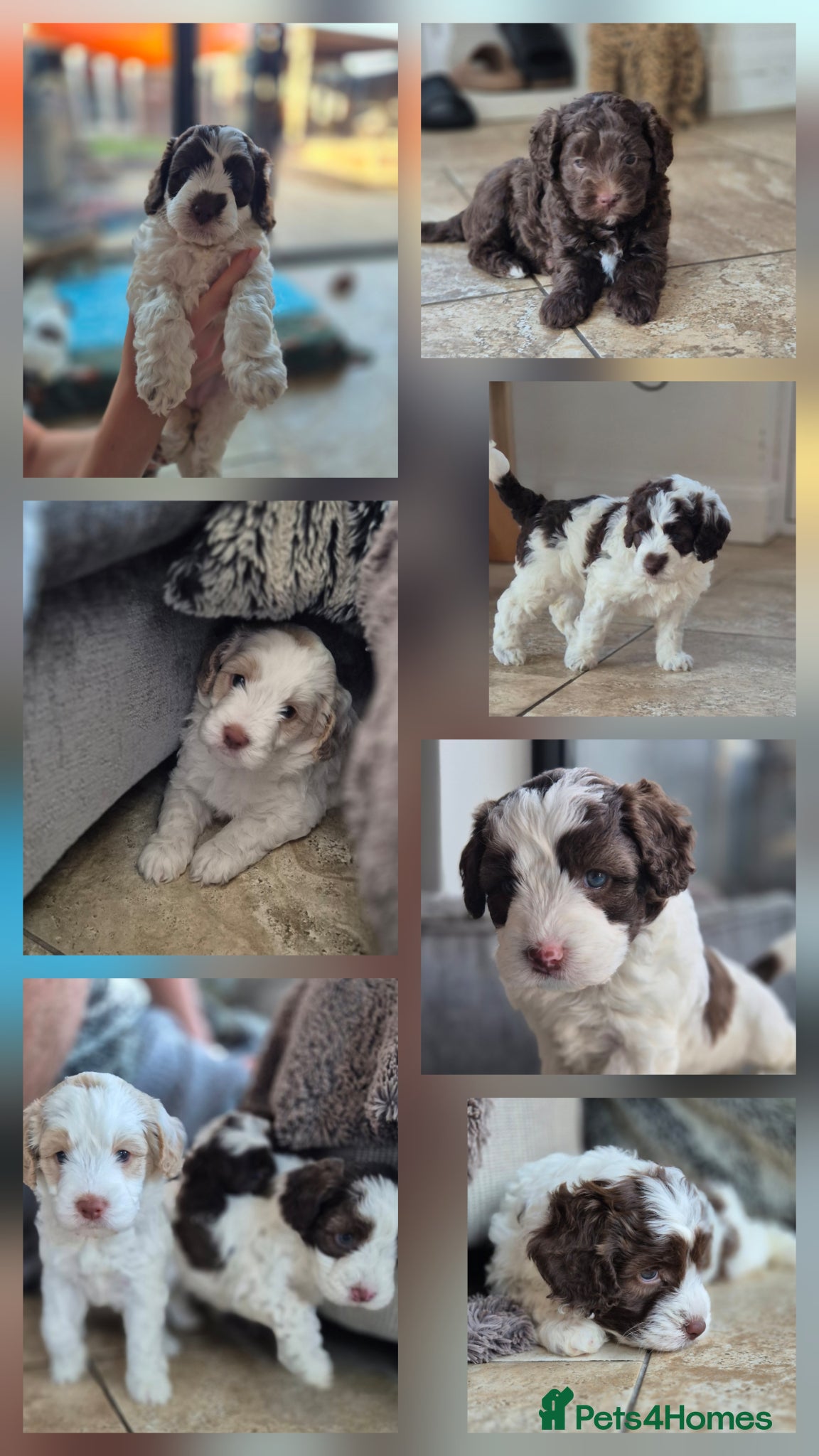 Australian Labradoodle dogs Australian Medium Labradoodles - Advert 3