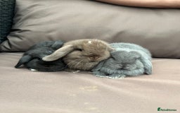 Mini Lion Lop rabbits for sale: Mini lop rabbits  - Image 2