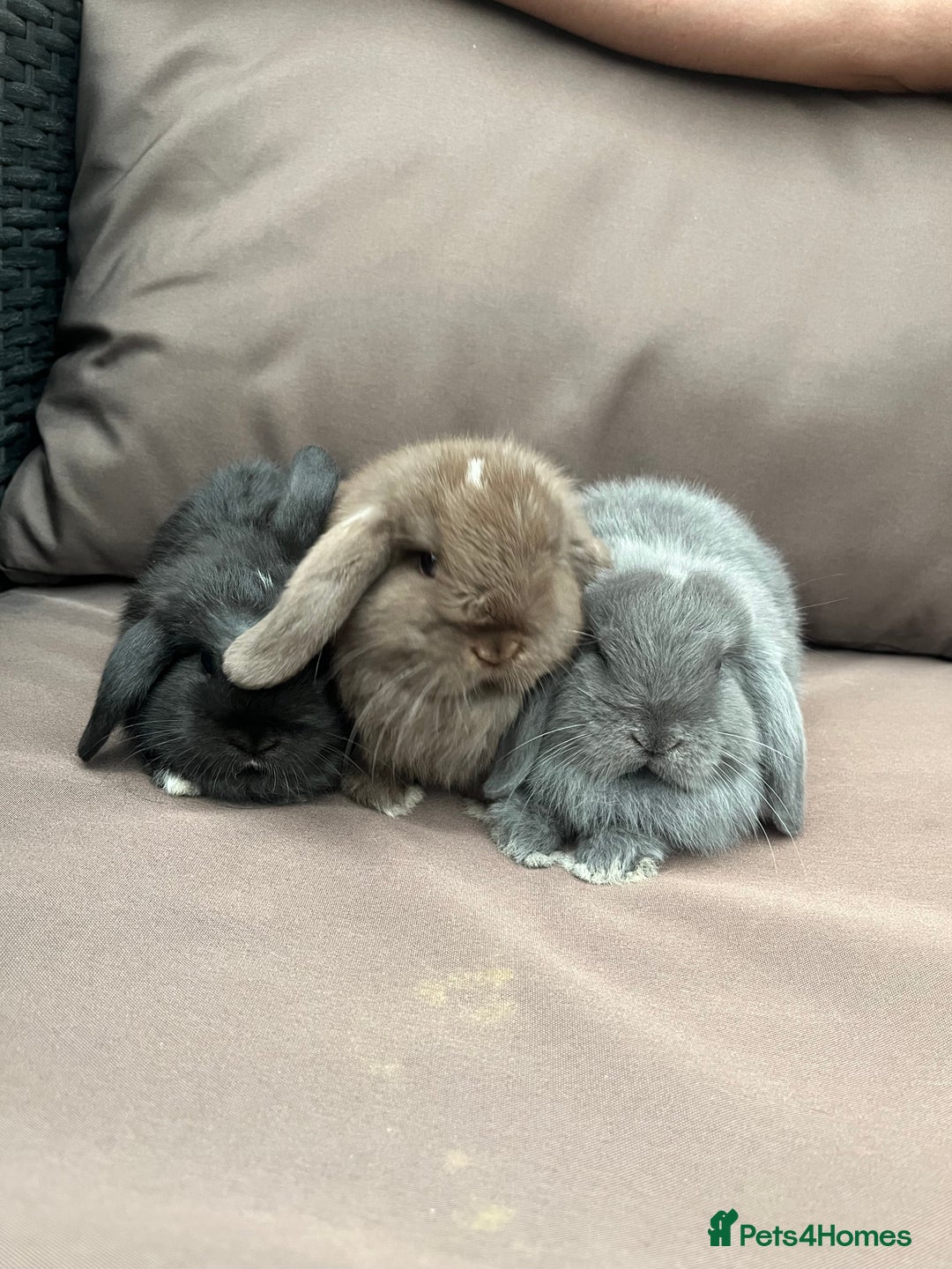 Mini Lion Lop rabbits for sale: Mini lop rabbits  - Image 2