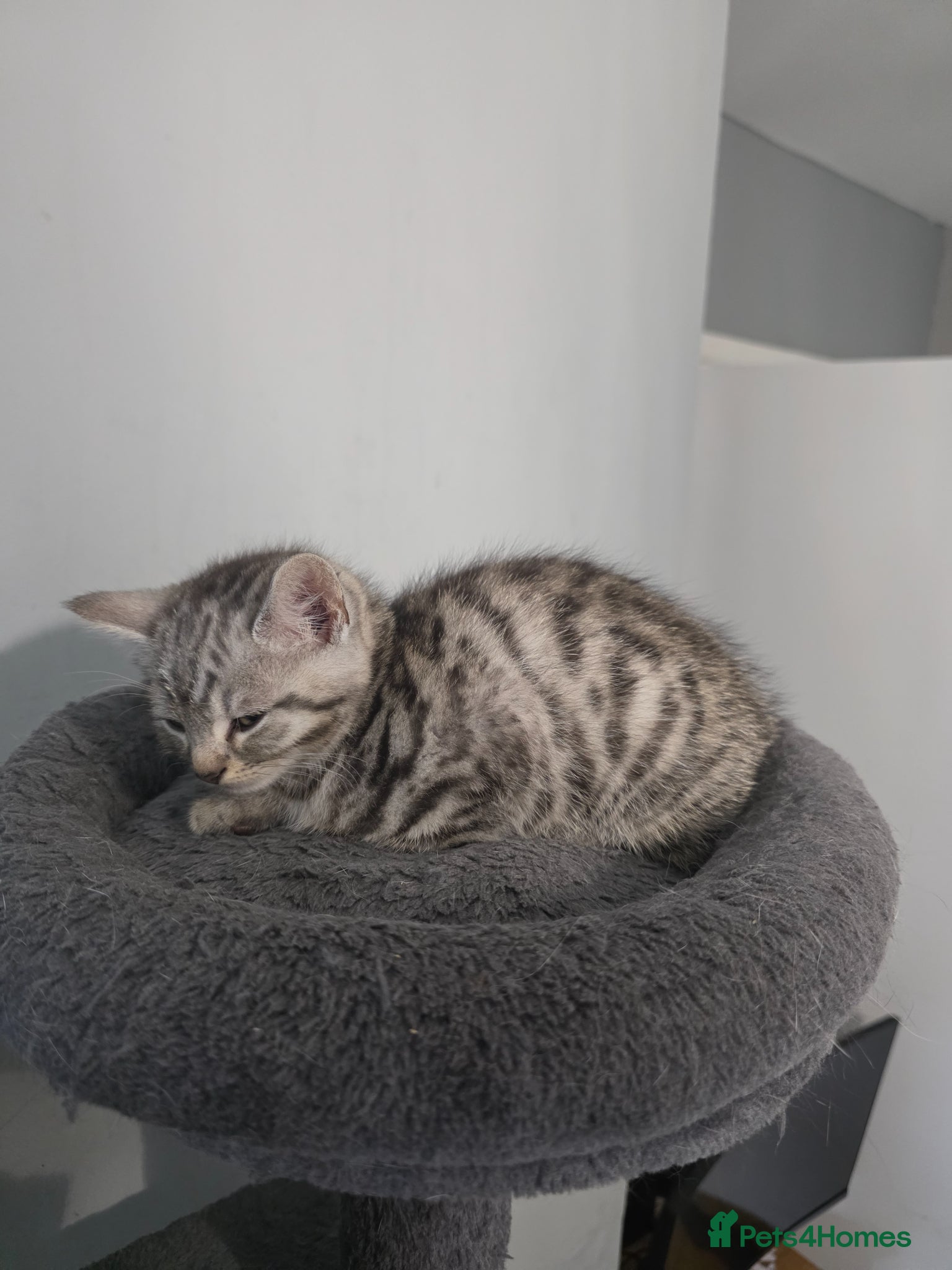 Turkish Angora Kitten 1