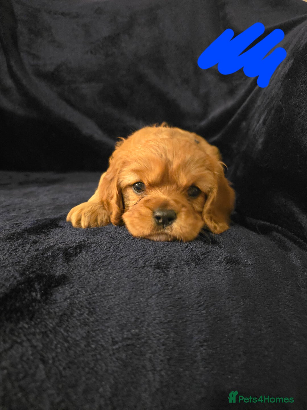 Cavalier King Charles Spaniel dogs for sale: Ruby cavalier king charles puppies  - Image 3