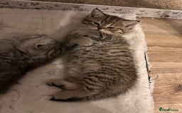 Scottish Fold cats for sale: Adorable Scottish Fold Kittens Ready for New Homes - Image 26