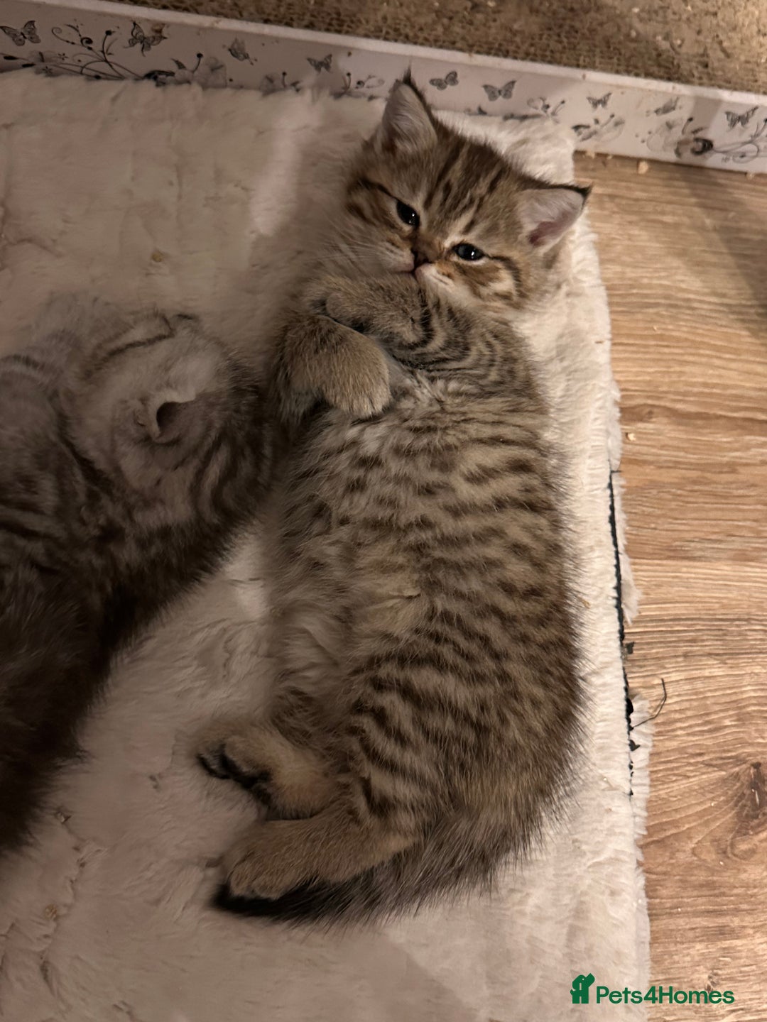 Scottish Fold cats for sale: Adorable Scottish Fold Kittens Ready for New Homes - Image 26
