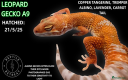 Leopard Gecko reptiles for sale: LEOPARD GECKOS AVAILABLE!! - NEW BABIES!  in Swadlincote - Image 12