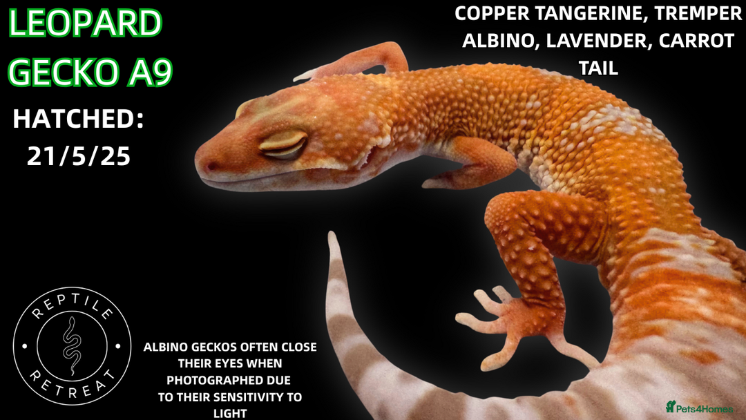 Leopard Gecko reptiles for sale: LEOPARD GECKOS AVAILABLE!! - NEW BABIES!  in Swadlincote - Image 12