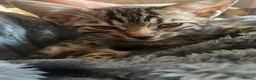 Bengal cats for sale: 😻MagicalBengal’s ready naw ! 🐆 - Advert 6