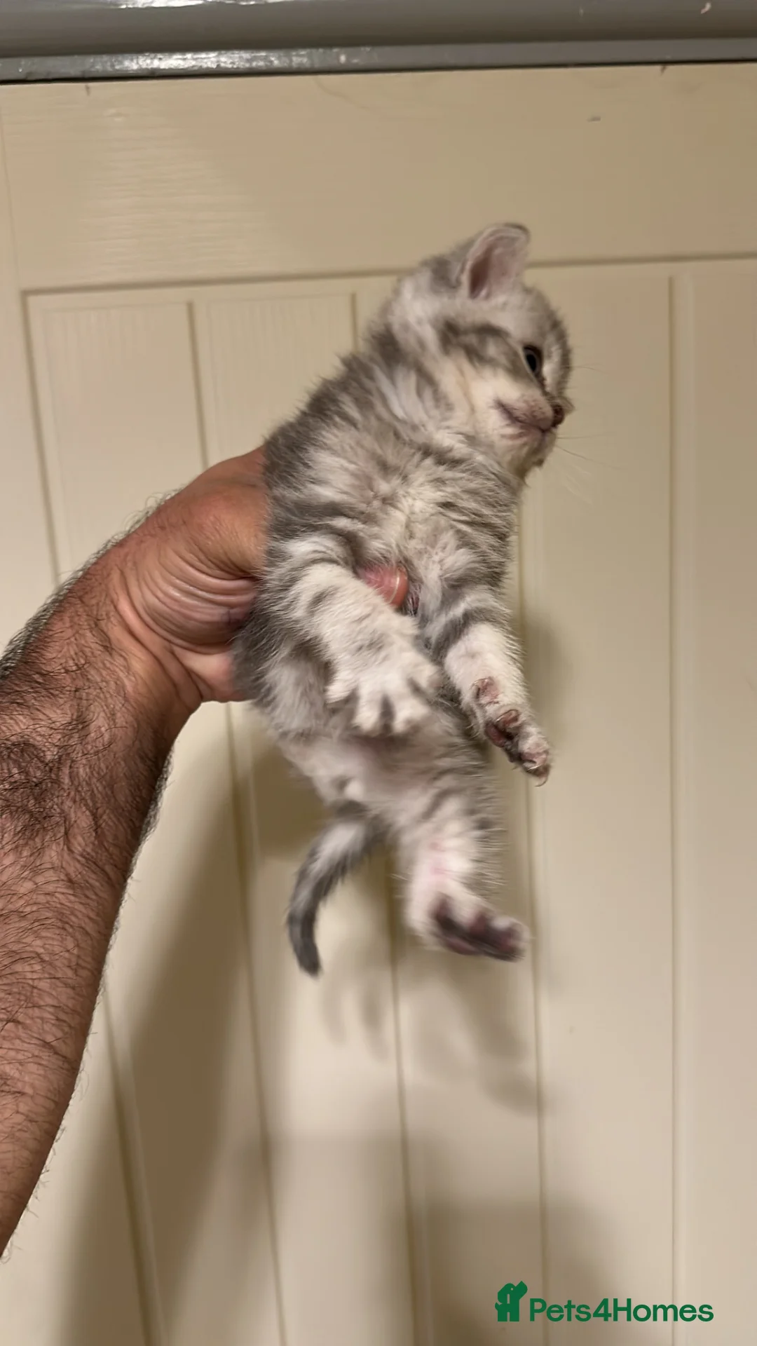 British Shorthair cats for sale: Pure Silver British Shorthair boy  - Advert 13