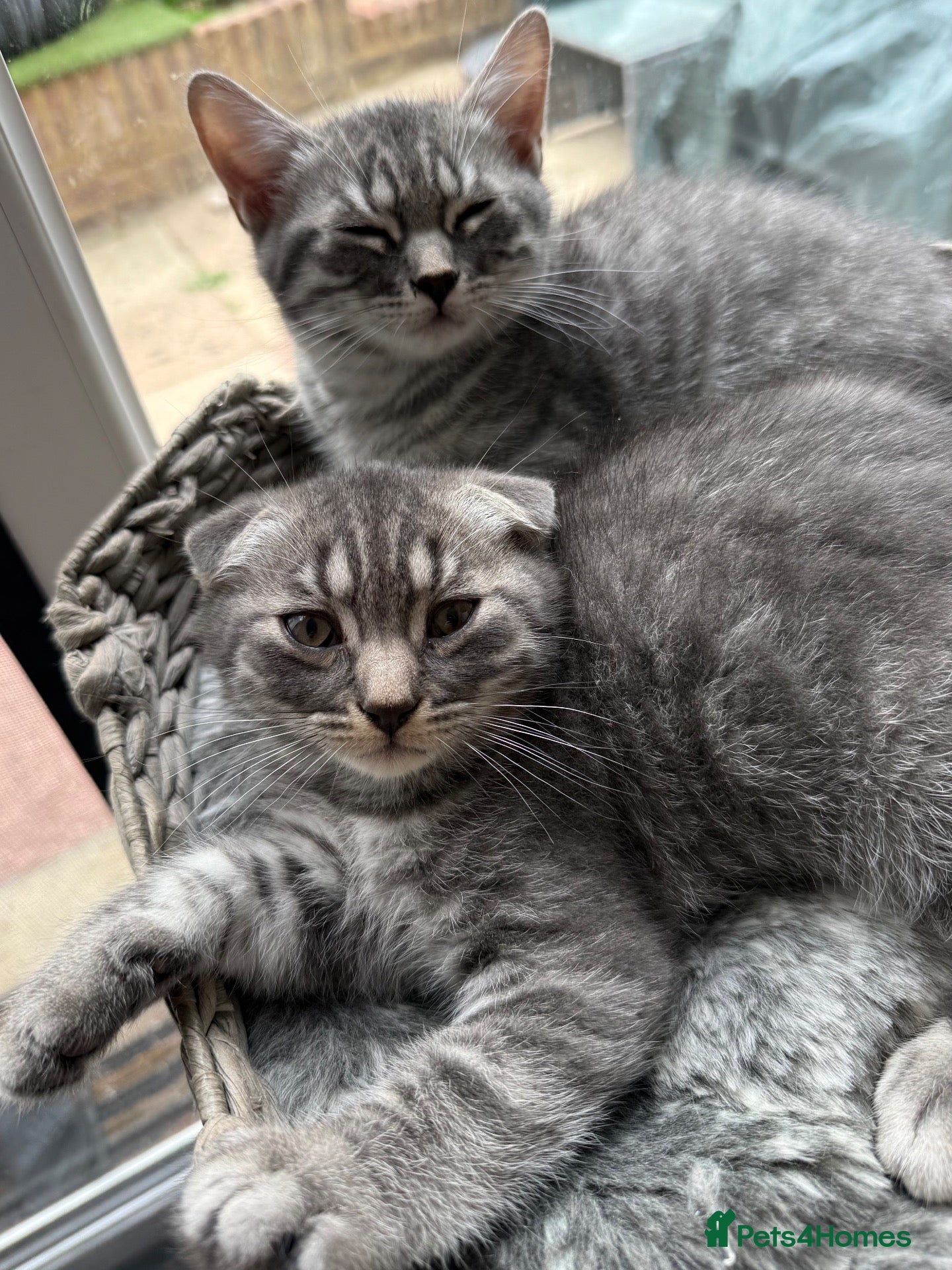 Scottish Fold cats Beautiful Silver Tabby Scottish Fold&Straight boys - Advert 8