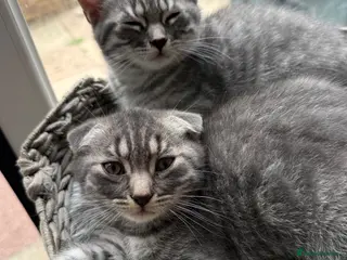 Scottish Fold cats Beautiful Silver Tabby Scottish Fold&Straight boys - Advert 8