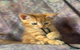 Mixed Breed cats for sale: Beautiful kittens  - Image 5