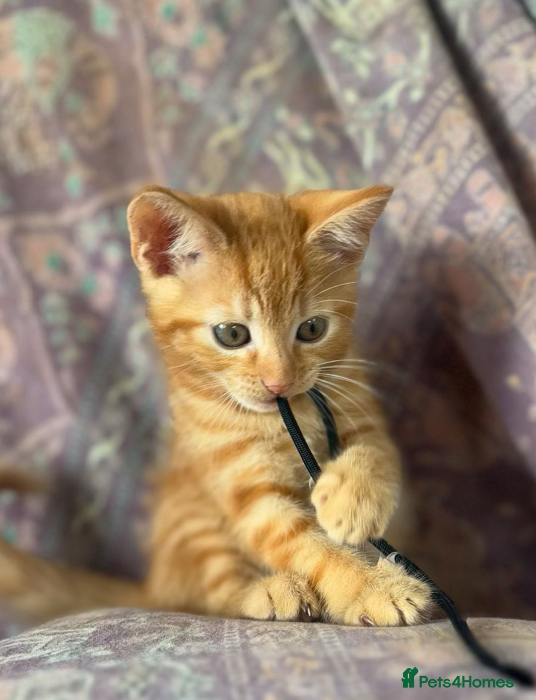Mixed Breed cats for sale: Beautiful kittens  - Image 5