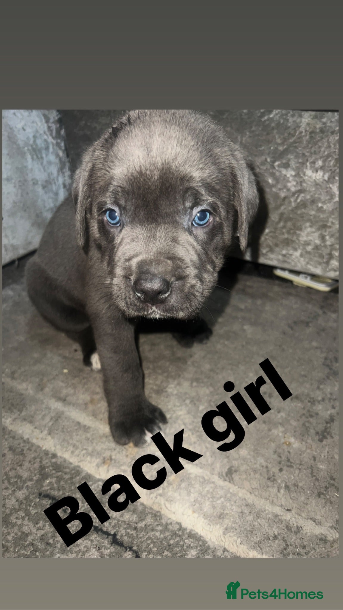 Cane Corso dogs Cane corso puppies ready to leave!  - Advert 13