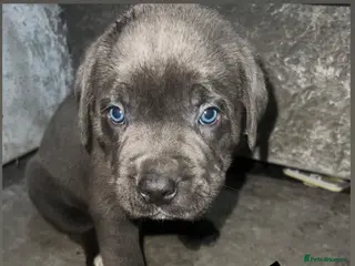 Cane Corso dogs Cane corso puppies ready to leave! - Advert 1