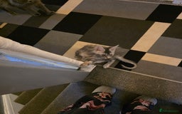 Maine Coon cats for sale: TICA REGISTERED STUNNING MAINE COON KITTENS  in Blackpool - Image 32