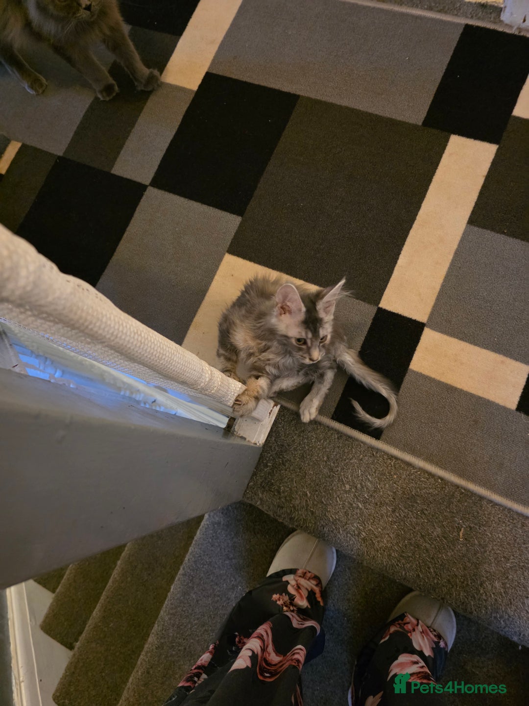 Maine Coon cats for sale: TICA REGISTERED STUNNING MAINE COON KITTENS  in Blackpool - Image 32