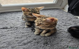 Bengal cats for sale: Bengal kittens - Image 14