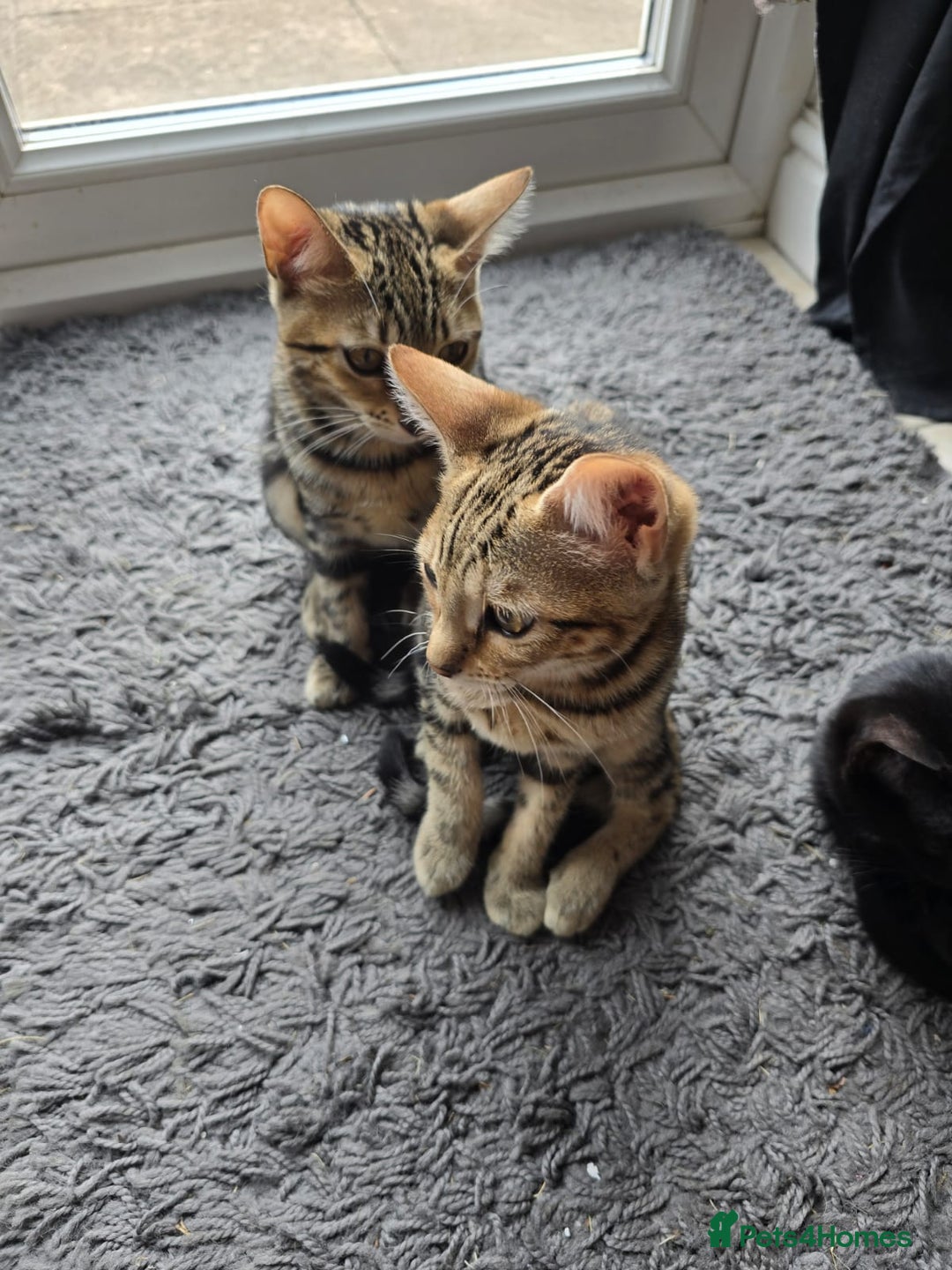 Bengal cats for sale: Bengal kittens - Image 14