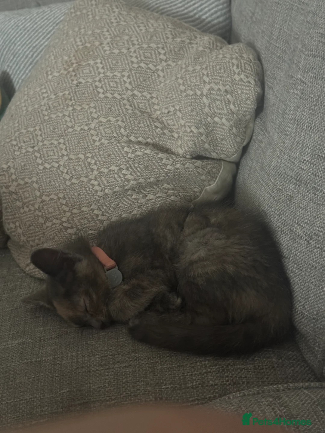 Mixed Breed cats for sale: Female Kitten - Advert 2