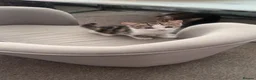 Mixed Breed cats for sale: 3 female kittens  - Advert 13