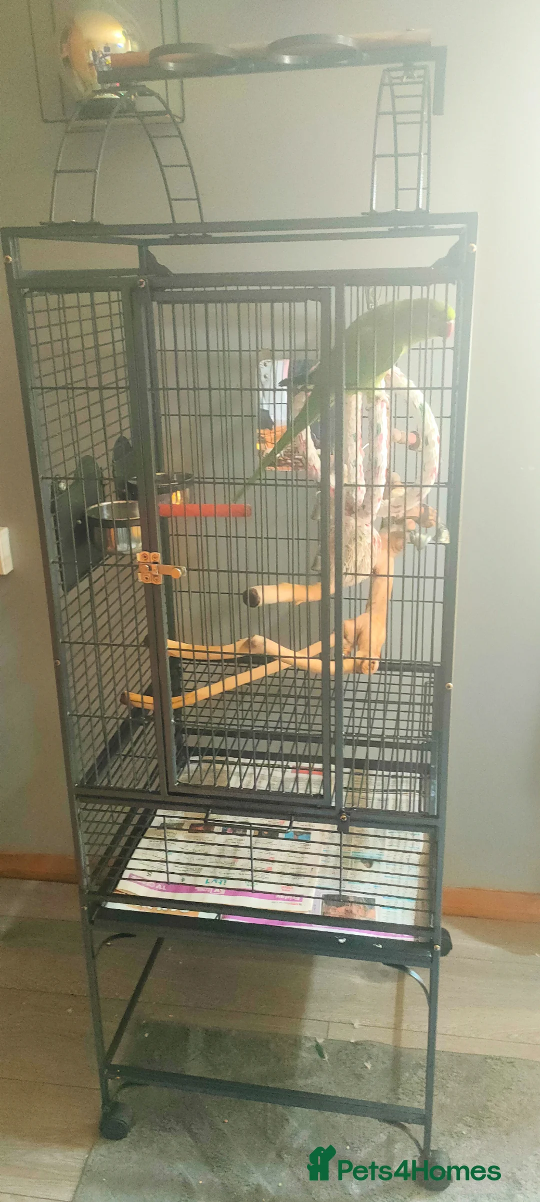 Ringnecks birds for sale: Indian Ring neck parrot in Kettering - Advert 3