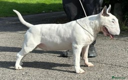English Bull Terrier dogs for sale: English bull terrier pups for sale  - Image 21