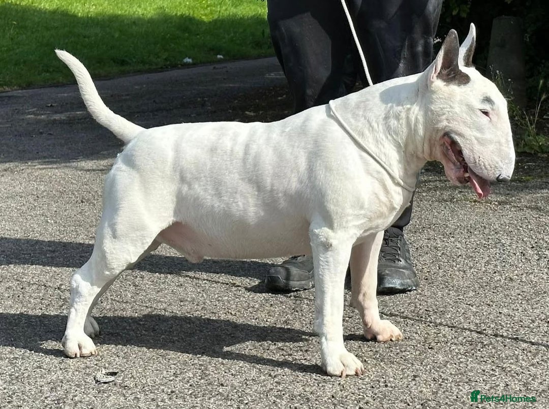 English Bull Terrier dogs for sale: English bull terrier pups for sale  - Image 21