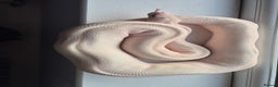 Python Snake reptiles for sale: Royal / Ball Pythons For Sale - Advert 5