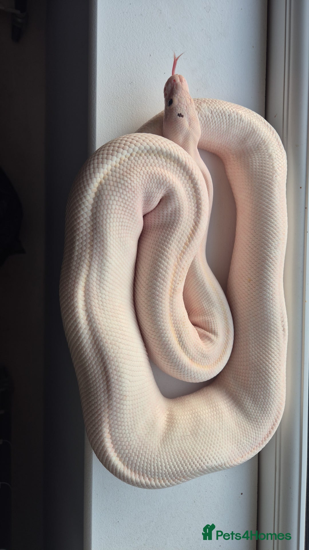 Python Snake reptiles for sale: Royal / Ball Pythons For Sale - Advert 5