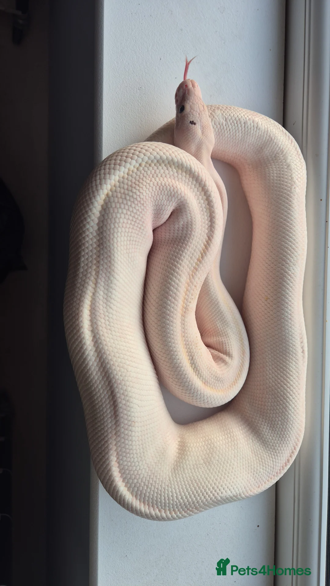 Python Snake reptiles for sale: Royal / Ball Pythons For Sale - Advert 5