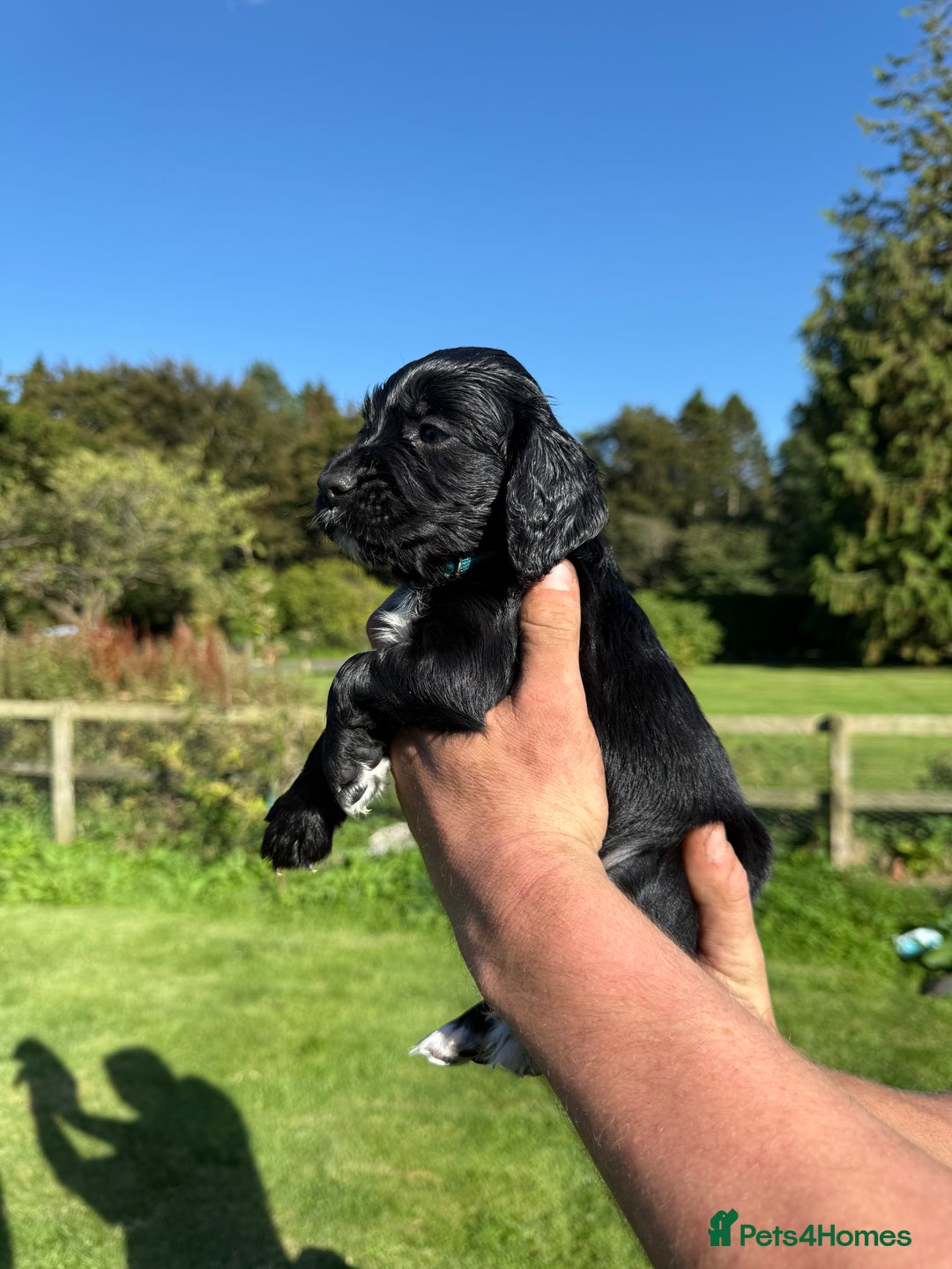 Cocker Spaniel dogs for sale: Working cocker spaniel - Image 20