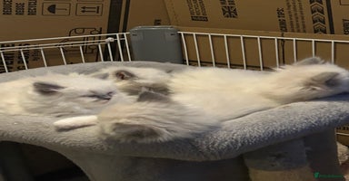 Persian cats - Advert 2