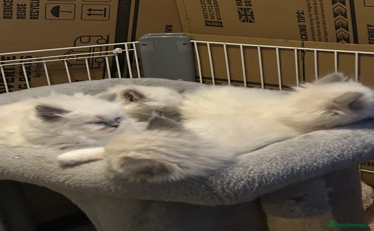 Persian cats - Advert 3