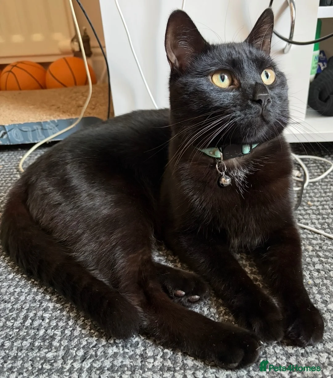 Bombay cats for sale: Black Cat, Zero  - Advert 4
