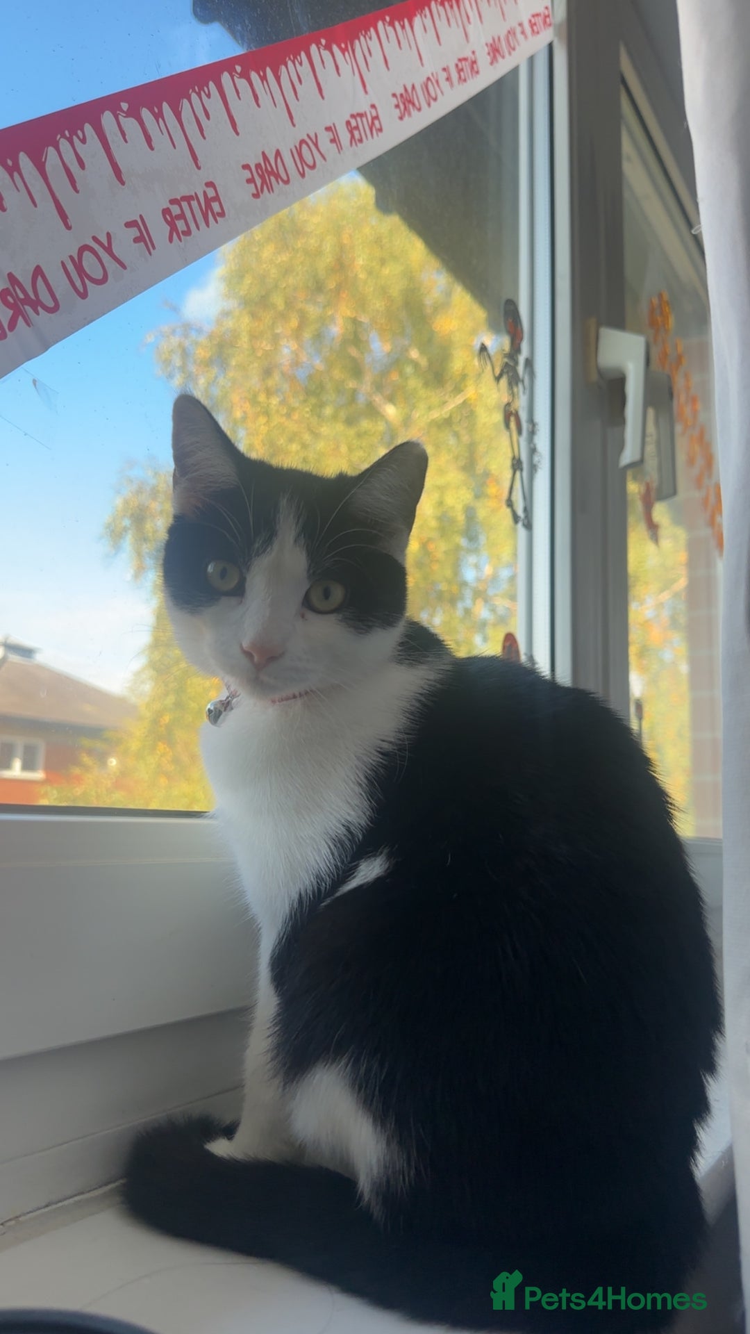 British Shorthair cats for sale: Miso for sale   🐱 - Advert 1