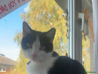 British Shorthair cats Miso for sale 🐱 - Advert 8