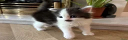 Mixed Breed cats for sale: Beautiful Kittens for sale in Reading - Advert 2